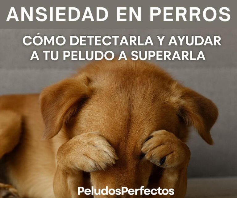 Ansiedad en perros