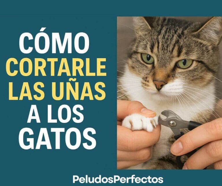 cómo cortarle las uñas a los gatos