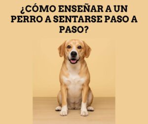 cómo enseñar a un perro a sentarse paso a paso