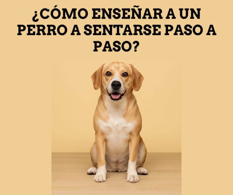 cómo enseñar a un perro a sentarse paso a paso