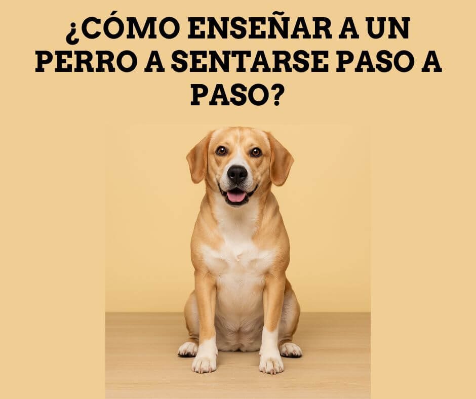 cómo enseñar a un perro a sentarse paso a paso