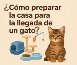 como preparar la casa para la llegada de un gato