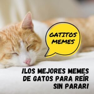 gatitos memes