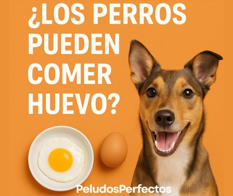 los perros pueden comer huevo