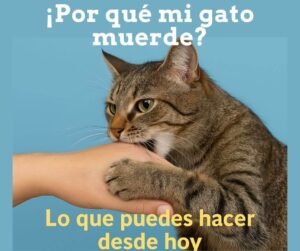 por que mi gato muerde