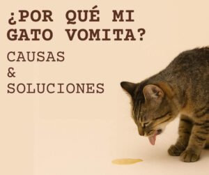 por que mi gato vomita
