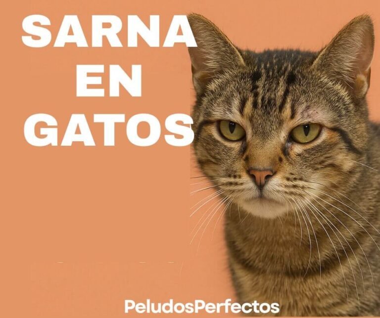 sarna en gatos