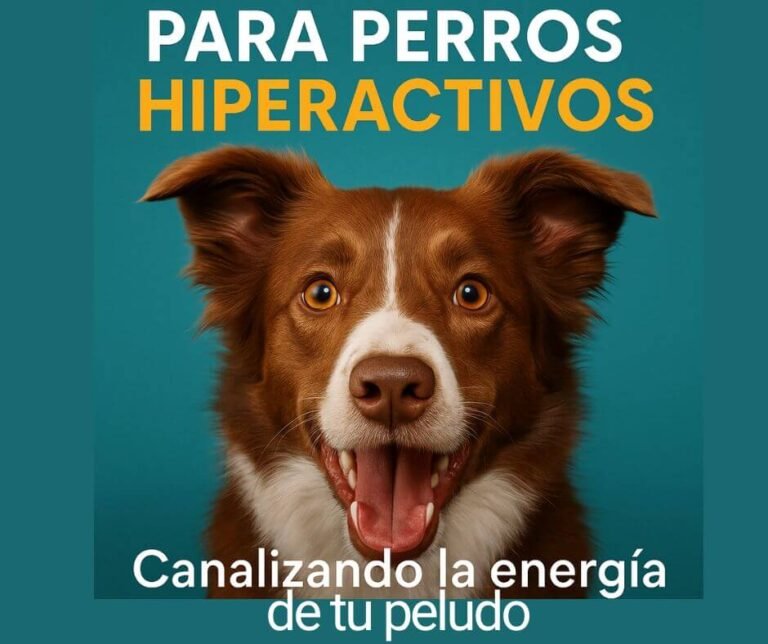 juguetes para perros hiperactivos