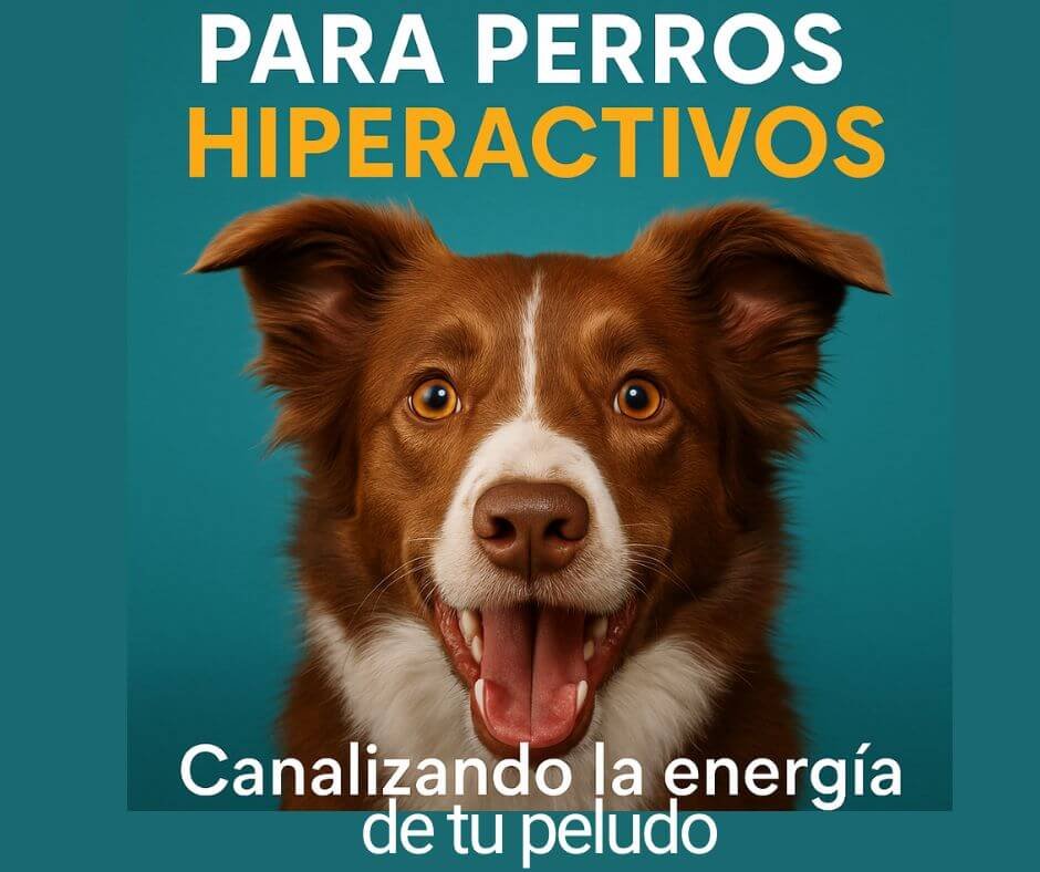 juguetes para perros hiperactivos